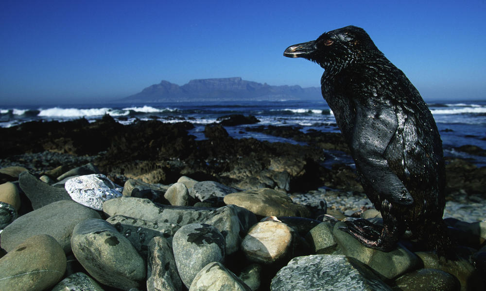 Jackass penguin (Spheniscus demersus)